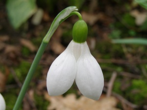 Galanthus 'Must Have'